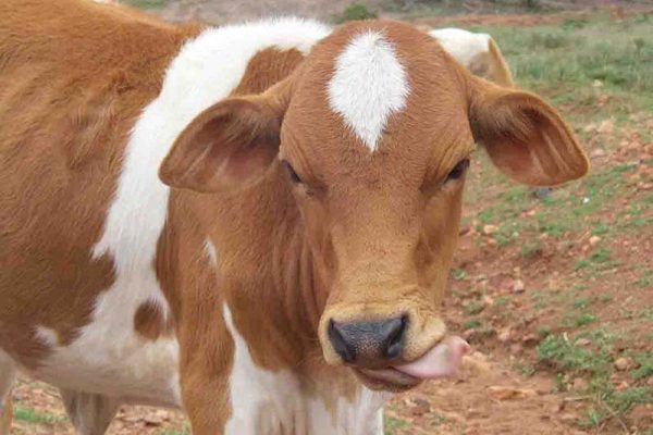 Milk Cow for a Family - $900