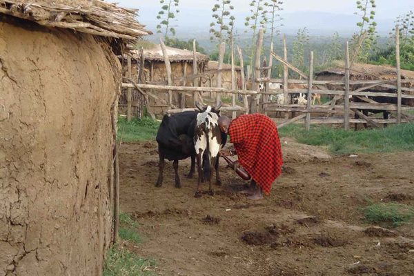 Milk Cow for a Family - $900 - Image 2