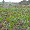 Help them to Farm - $35 - Image 2