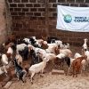 Udhiya / Qurbani