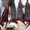 Udhiya / Qurbani - Image 2