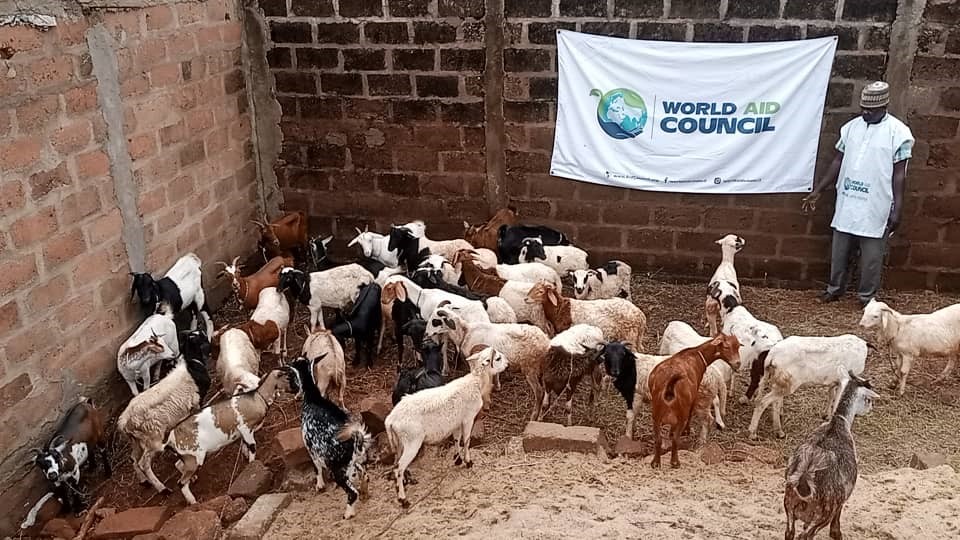 Livestock prepared for the World Aid Council Qurbani program